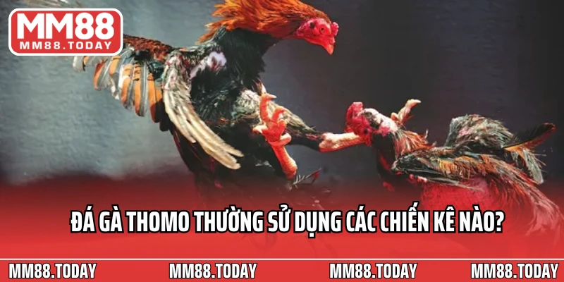 Đá gà Thomo thường sử dụng các chiến kê nào?